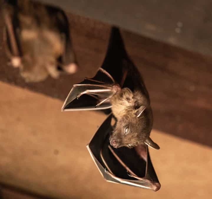 Wildlife-Bats in Dewey Beach